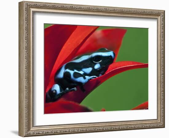 Blue and Black Poison Dart Frog, Panama Blue-Adam Jones-Framed Photographic Print