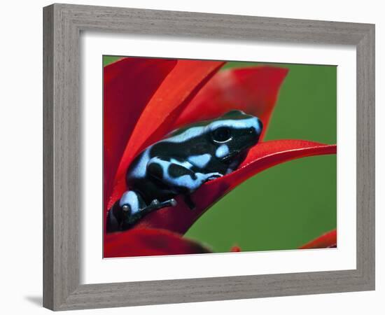 Blue and Black Poison Dart Frog, Panama Blue-Adam Jones-Framed Photographic Print