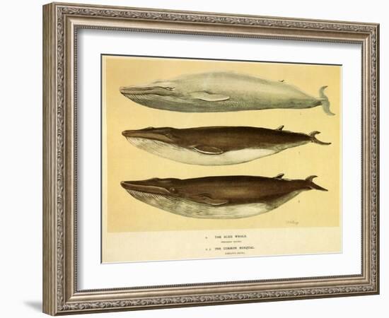 Blue and Fin Whales, 1905-null-Framed Giclee Print