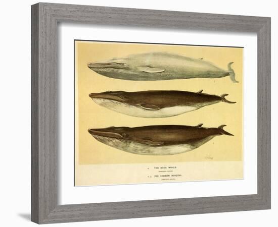 Blue and Fin Whales, 1905-null-Framed Giclee Print