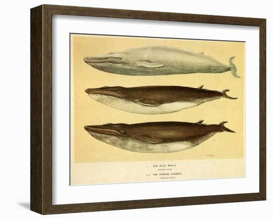 Blue and Fin Whales, 1905-null-Framed Giclee Print