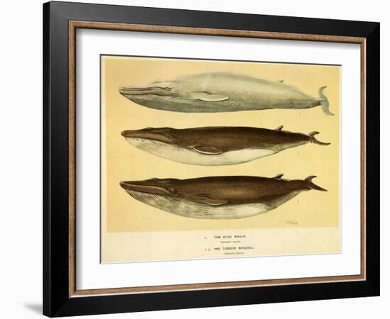 Blue and Fin Whales, 1905-null-Framed Giclee Print