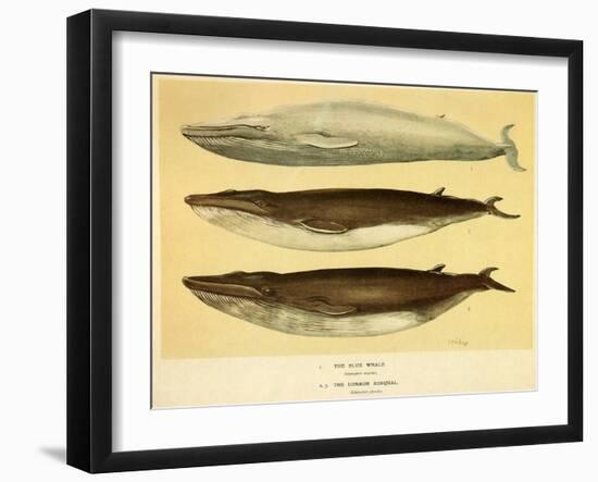 Blue and Fin Whales, 1905-null-Framed Giclee Print