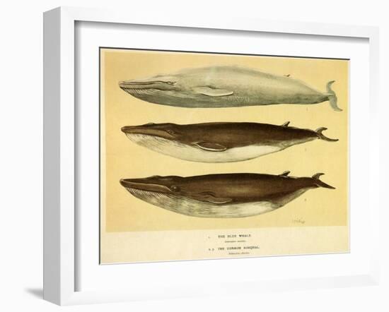 Blue and Fin Whales, 1905-null-Framed Giclee Print