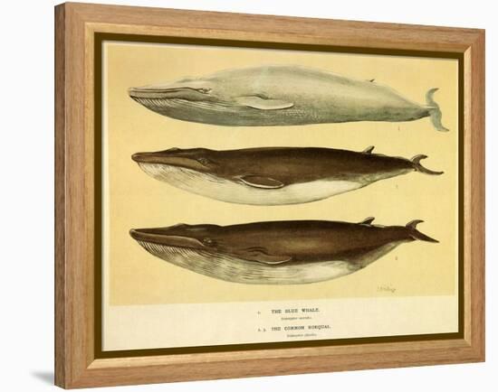 Blue and Fin Whales, 1905-null-Framed Premier Image Canvas