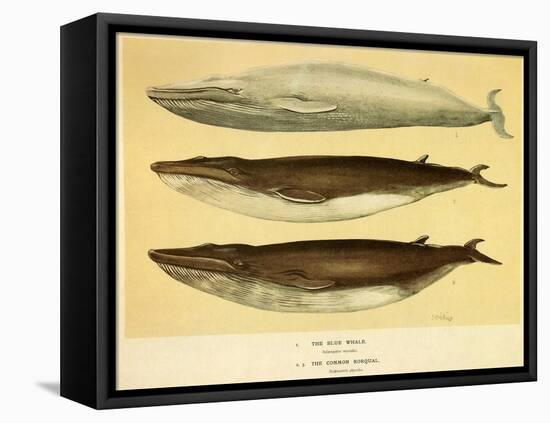 Blue and Fin Whales, 1905-null-Framed Premier Image Canvas