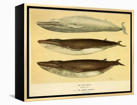 Blue and Fin Whales, 1905-null-Framed Premier Image Canvas