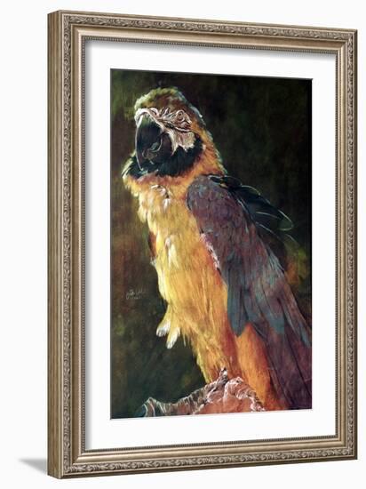 Blue and Gold Macaw, 1997-Odile Kidd-Framed Giclee Print