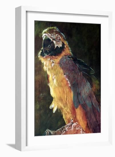 Blue and Gold Macaw, 1997-Odile Kidd-Framed Giclee Print