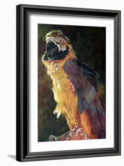 Blue and Gold Macaw, 1997-Odile Kidd-Framed Giclee Print