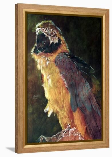 Blue and Gold Macaw, 1997-Odile Kidd-Framed Premier Image Canvas