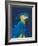 Blue and Gold Macaw Navy-Pamela Munger-Framed Art Print