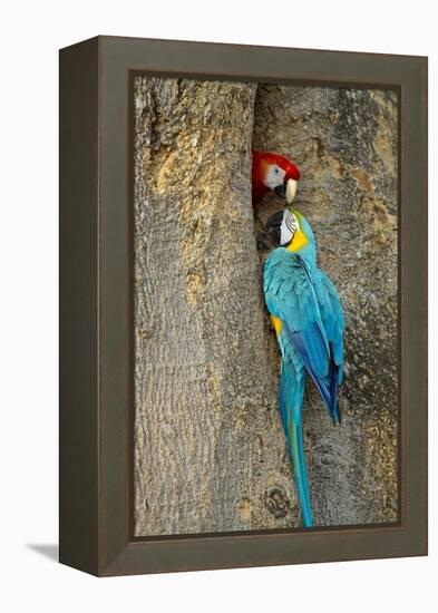 Blue and Gold Macaw with Scarlet Macaw, Costa Rica-null-Framed Premier Image Canvas