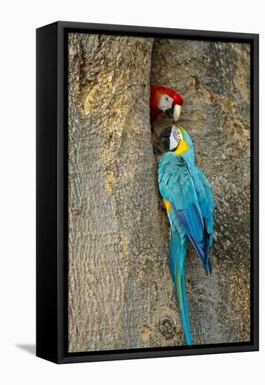 Blue and Gold Macaw with Scarlet Macaw, Costa Rica-null-Framed Premier Image Canvas