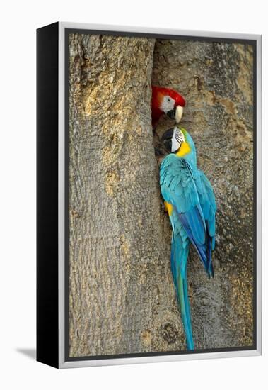 Blue and Gold Macaw with Scarlet Macaw, Costa Rica-null-Framed Premier Image Canvas