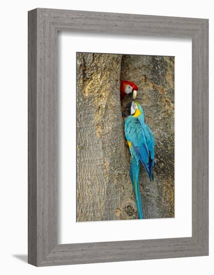 Blue and Gold Macaw with Scarlet Macaw, Costa Rica-null-Framed Photographic Print