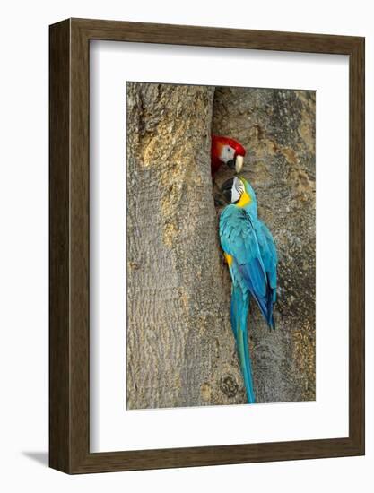 Blue and Gold Macaw with Scarlet Macaw, Costa Rica-null-Framed Photographic Print