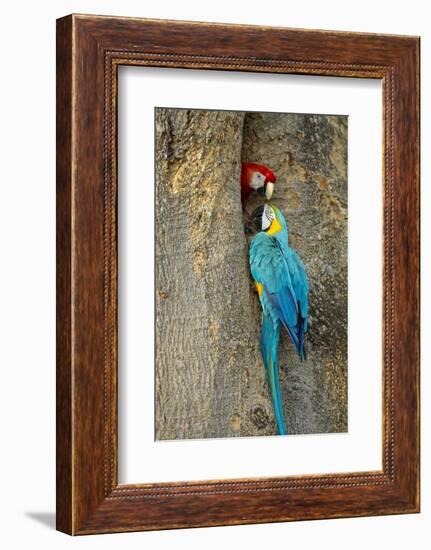 Blue and Gold Macaw with Scarlet Macaw, Costa Rica-null-Framed Photographic Print