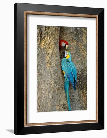 Blue and Gold Macaw with Scarlet Macaw, Costa Rica-null-Framed Photographic Print