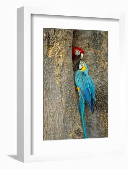 Blue and Gold Macaw with Scarlet Macaw, Costa Rica-null-Framed Photographic Print