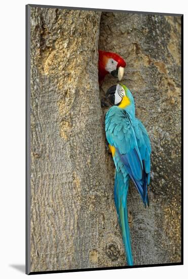 Blue and Gold Macaw with Scarlet Macaw, Costa Rica-null-Mounted Photographic Print