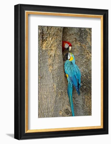 Blue and Gold Macaw with Scarlet Macaw, Costa Rica-null-Framed Photographic Print