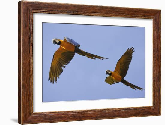 Blue and Gold Macaw-null-Framed Photographic Print