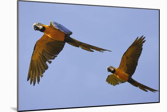 Blue and Gold Macaw-null-Mounted Photographic Print