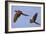 Blue and Gold Macaw-null-Framed Photographic Print