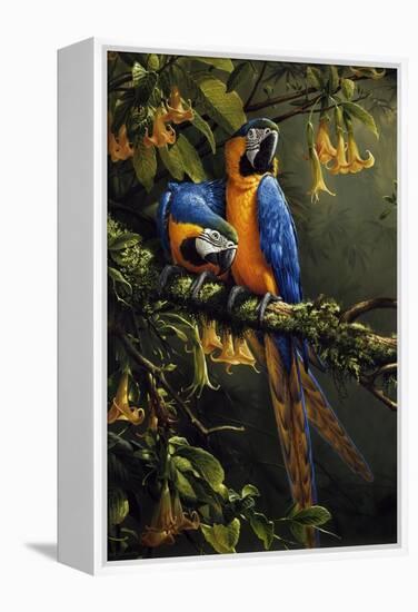 Blue and Gold Macaw-Michael Jackson-Framed Premier Image Canvas