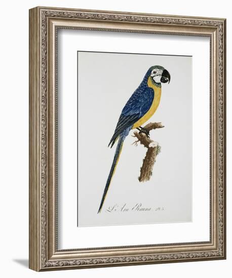 Blue and Gold Macaw-Jacques Barraband-Framed Giclee Print