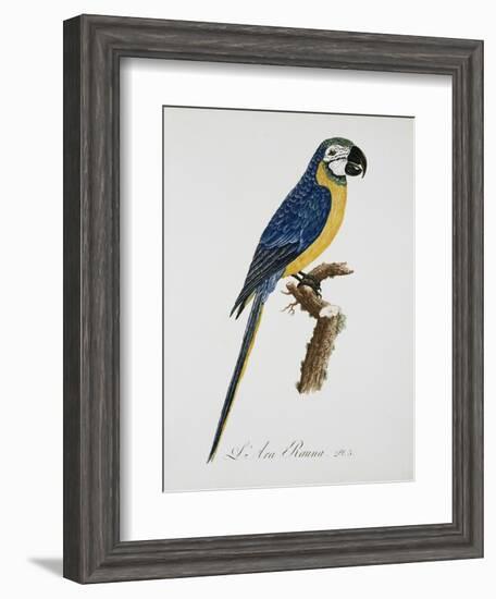 Blue and Gold Macaw-Jacques Barraband-Framed Giclee Print