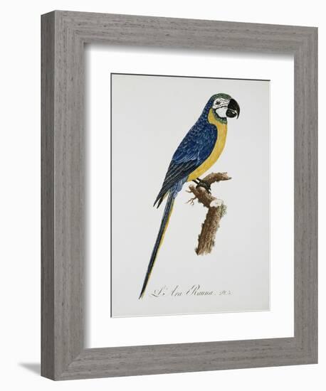 Blue and Gold Macaw-Jacques Barraband-Framed Giclee Print