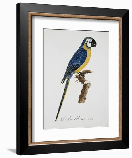 Blue and Gold Macaw-Jacques Barraband-Framed Giclee Print