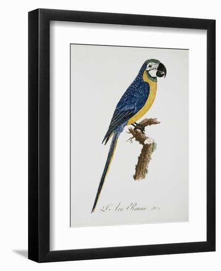 Blue and Gold Macaw-Jacques Barraband-Framed Giclee Print