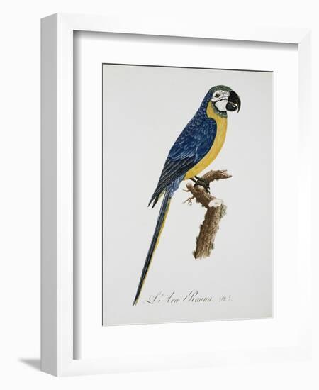 Blue and Gold Macaw-Jacques Barraband-Framed Giclee Print