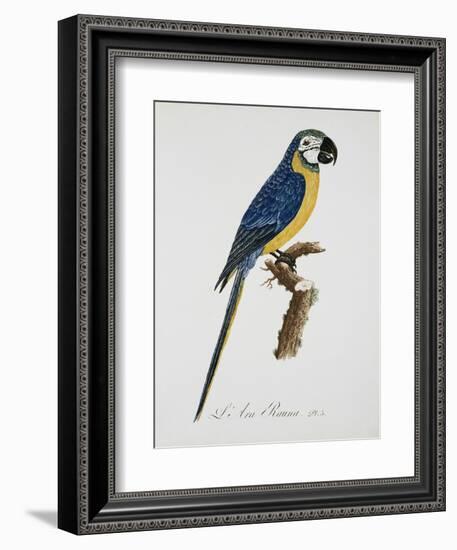 Blue and Gold Macaw-Jacques Barraband-Framed Giclee Print