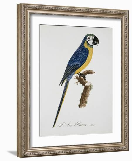 Blue and Gold Macaw-Jacques Barraband-Framed Giclee Print