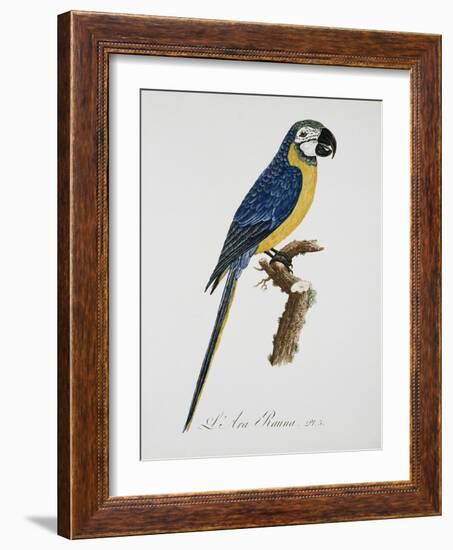 Blue and Gold Macaw-Jacques Barraband-Framed Giclee Print