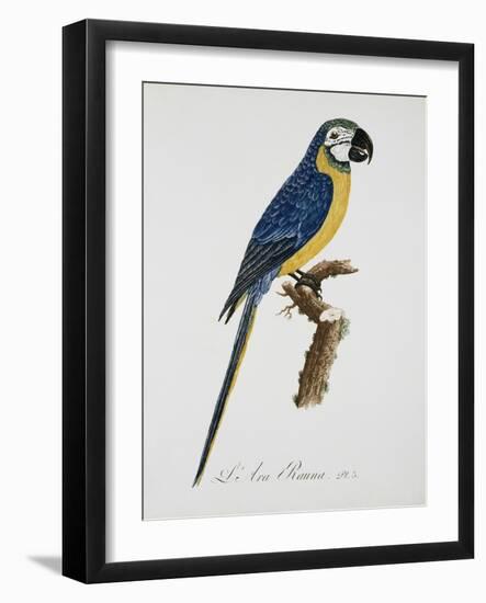 Blue and Gold Macaw-Jacques Barraband-Framed Giclee Print