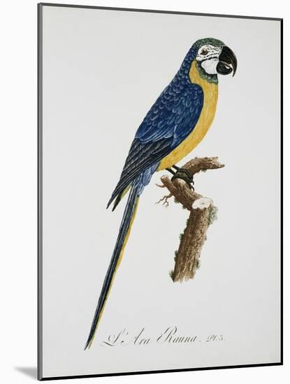 Blue and Gold Macaw-Jacques Barraband-Mounted Giclee Print