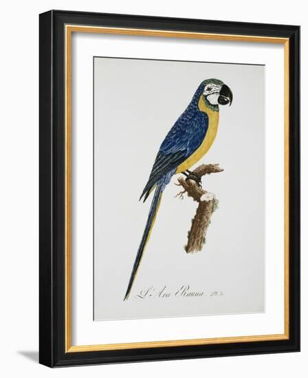 Blue and Gold Macaw-Jacques Barraband-Framed Giclee Print