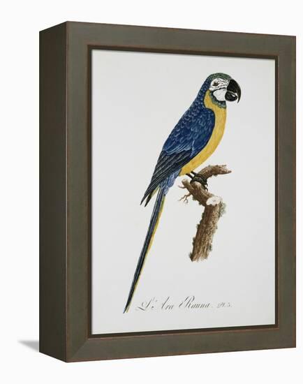 Blue and Gold Macaw-Jacques Barraband-Framed Premier Image Canvas