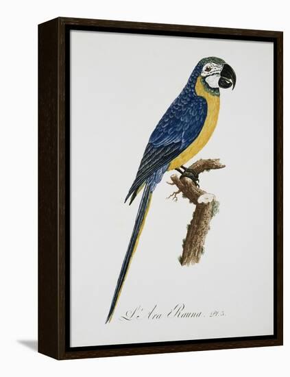 Blue and Gold Macaw-Jacques Barraband-Framed Premier Image Canvas