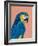 Blue and Gold Macaw-Pamela Munger-Framed Art Print