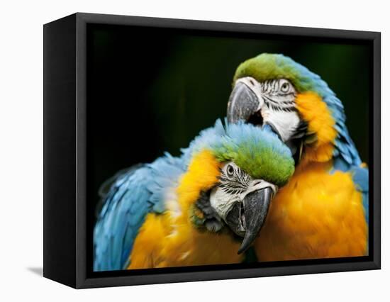 Blue-and-gold Macaws at Zoo Ave Park-Paul Souders-Framed Premier Image Canvas