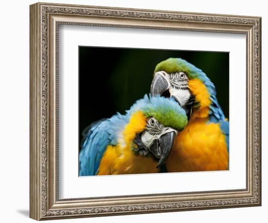 Blue-and-gold Macaws at Zoo Ave Park-Paul Souders-Framed Photographic Print
