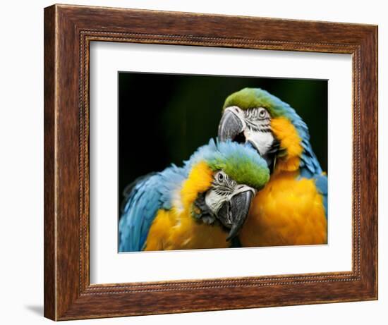 Blue-and-gold Macaws at Zoo Ave Park-Paul Souders-Framed Photographic Print