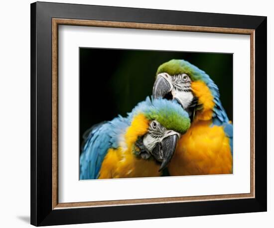 Blue-and-gold Macaws at Zoo Ave Park-Paul Souders-Framed Photographic Print