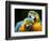 Blue-and-gold Macaws at Zoo Ave Park-Paul Souders-Framed Photographic Print